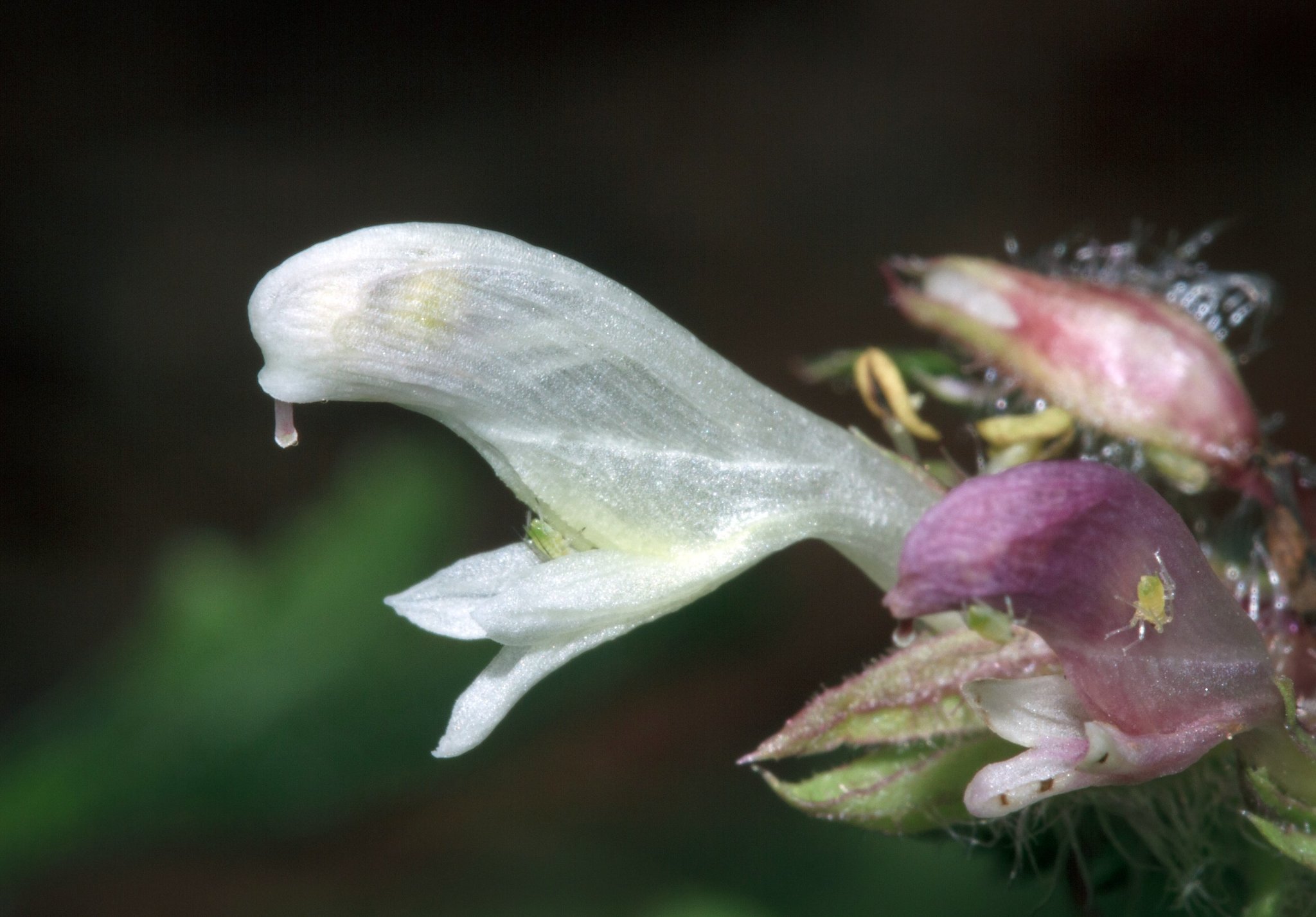 Pedicularis dudleyi