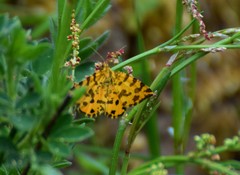 Pseudopanthera macularia