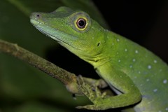 Anolis punctatus