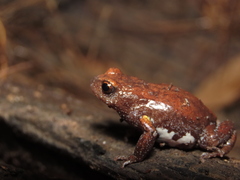 Great Brown Broodfrog photo 2