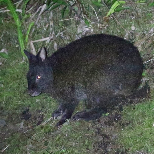 アマミノクロウサギ