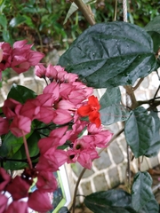 Clerodendrum thomsoniae