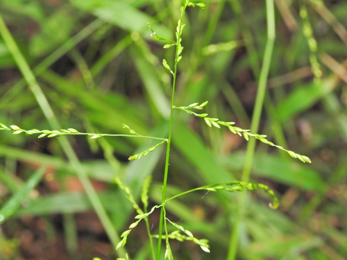 Image of Ottochloa gracillima by (c) Scott W. Gavins, some rights reserved (CC BY)