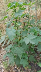 Kearnemalvastrum lacteum