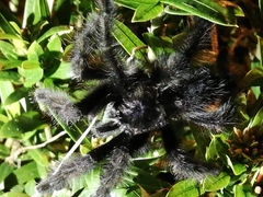Avicularia purpurea