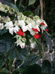 Clerodendrum thomsoniae