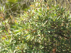 Comarostaphylis glaucescens