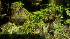 Pogonatherum crinitum