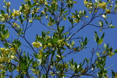 Neopringlea integrifolia