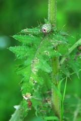 Cirsium mexicanum