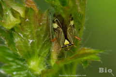 Rhabdomiris striatellus