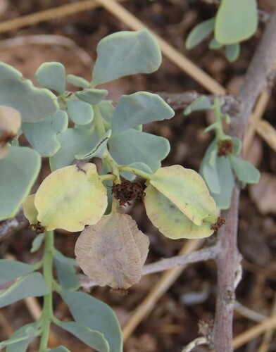 Image of Tetragonia schenckii by no rights reserved