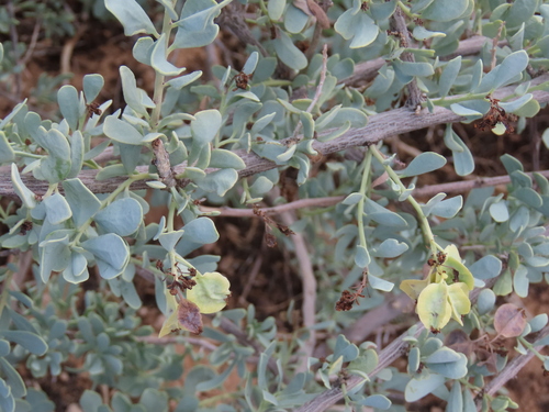 Image of Tetragonia schenckii by no rights reserved