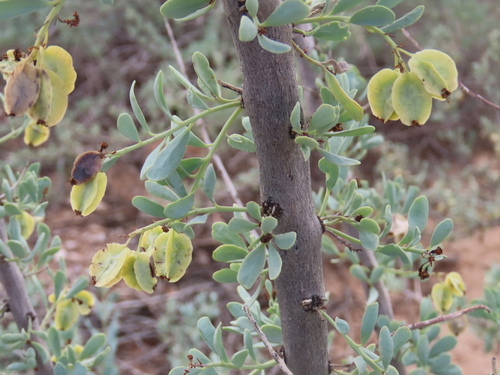 Image of Tetragonia schenckii by no rights reserved