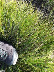 Hypodiscus willdenowia