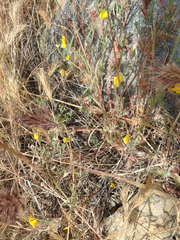 Eschscholzia minutiflora