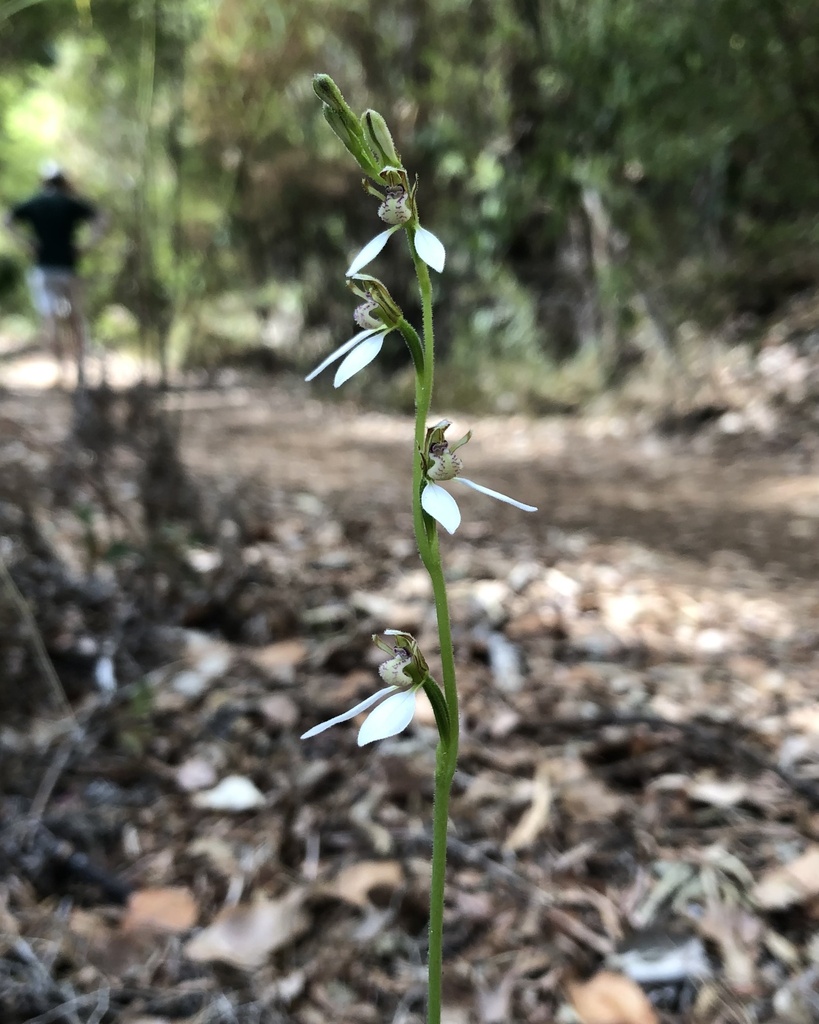 Eriochilus dilatatus