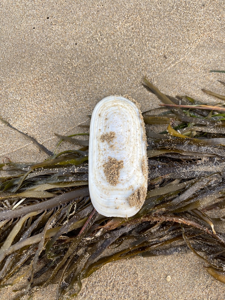 Elephant Snail from Ocean Grove Main Beach, Ocean Grove, VIC, AU on ...