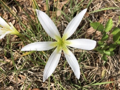 Zephyranthes atamasco