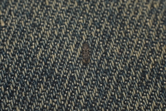Cephalotes maculatus