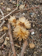 Platanus × hispanica