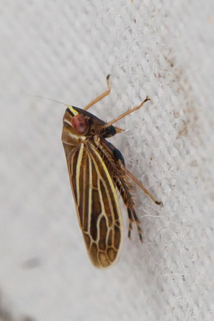 Paramesus