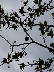 Platanus × hispanica