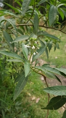Solanum aligerum