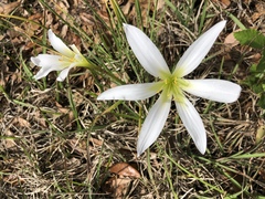 Zephyranthes atamasco