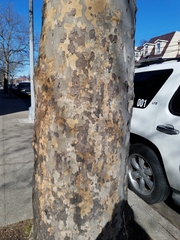 Platanus × hispanica