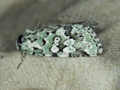 Bryolymnia viridata