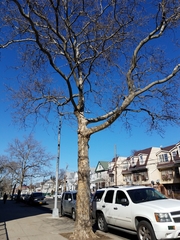 Platanus × hispanica