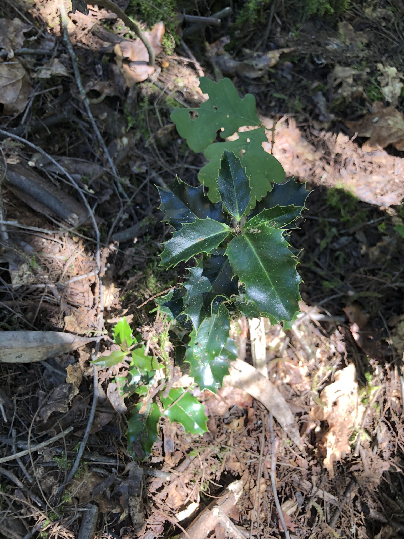 Ilex aquifolium