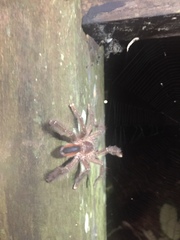 Avicularia hirschii