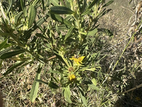Fluffy Vomitdaisy (Geigeria plumosa)
