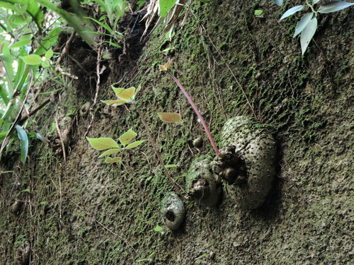 Sinningia leopoldii