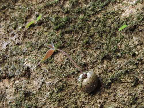Sinningia leopoldii