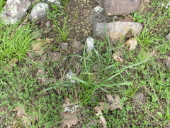 Camassia scilloides