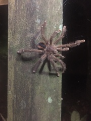 Avicularia hirschii