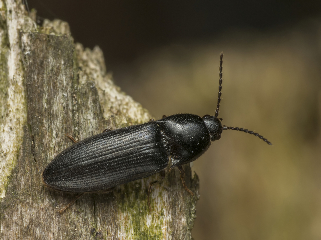 Black Click Beetle