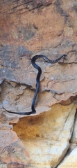 Broad-Headed Snake photo 3
