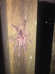 Avicularia hirschii