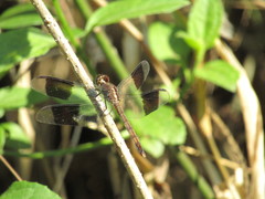 Erythrodiplax umbrata