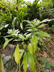 Rauvolfia verticillata