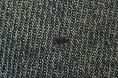 Cephalotes maculatus