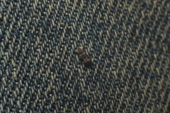 Cephalotes maculatus