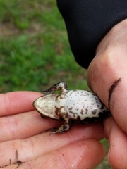 Lithobates virgatipes