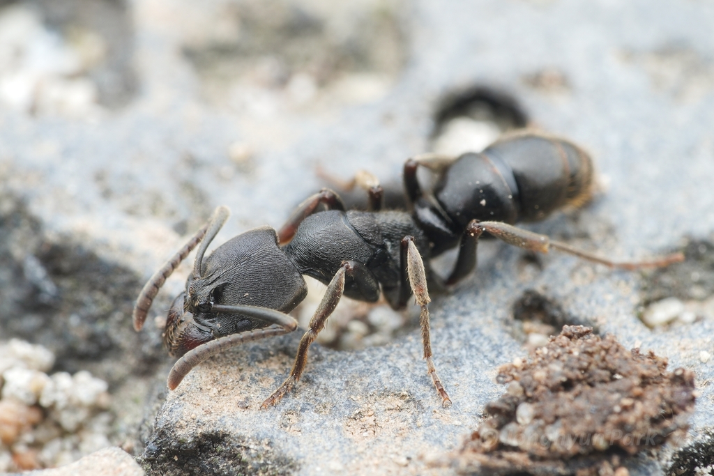 Ectomomyrmex javanus