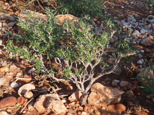 Image of Hermannia spinosa by no rights reserved