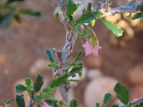 Image of Hermannia spinosa by no rights reserved